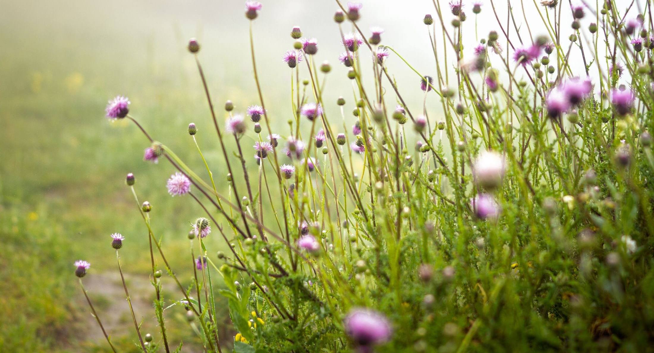 Eine Wiese mit zarten Blüten im Morgennebel