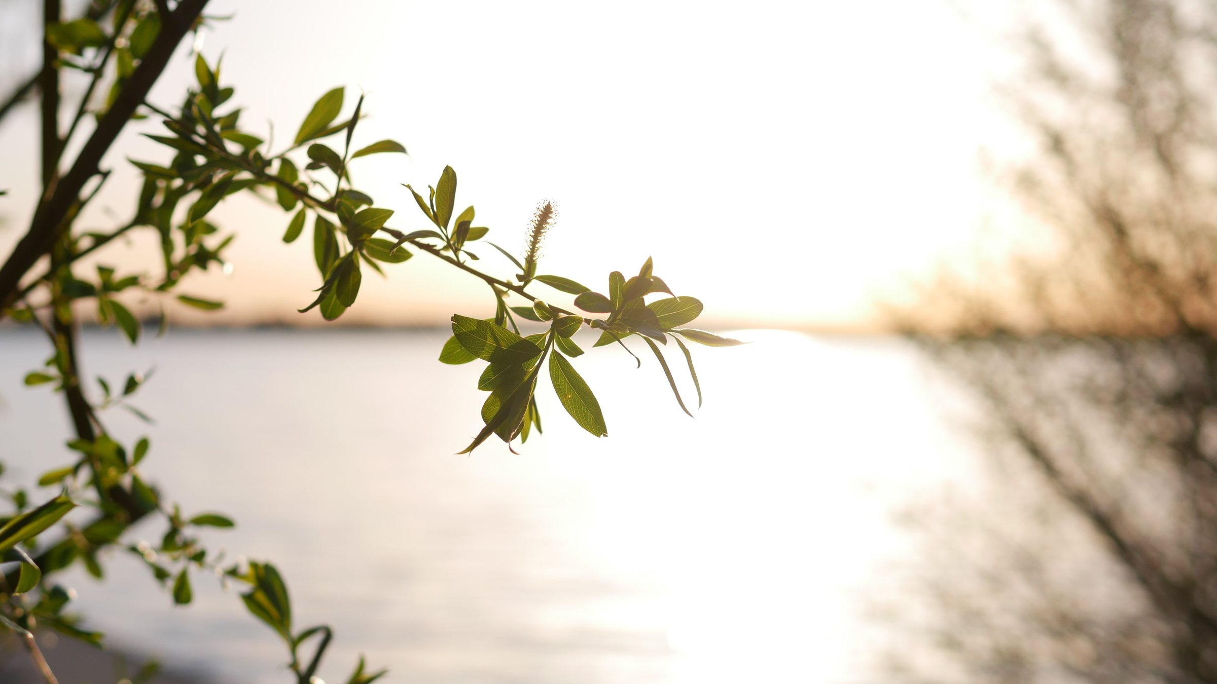Ein Weidenzweig mit jungen Blättern im Gegenlicht vor einem ruhigen See