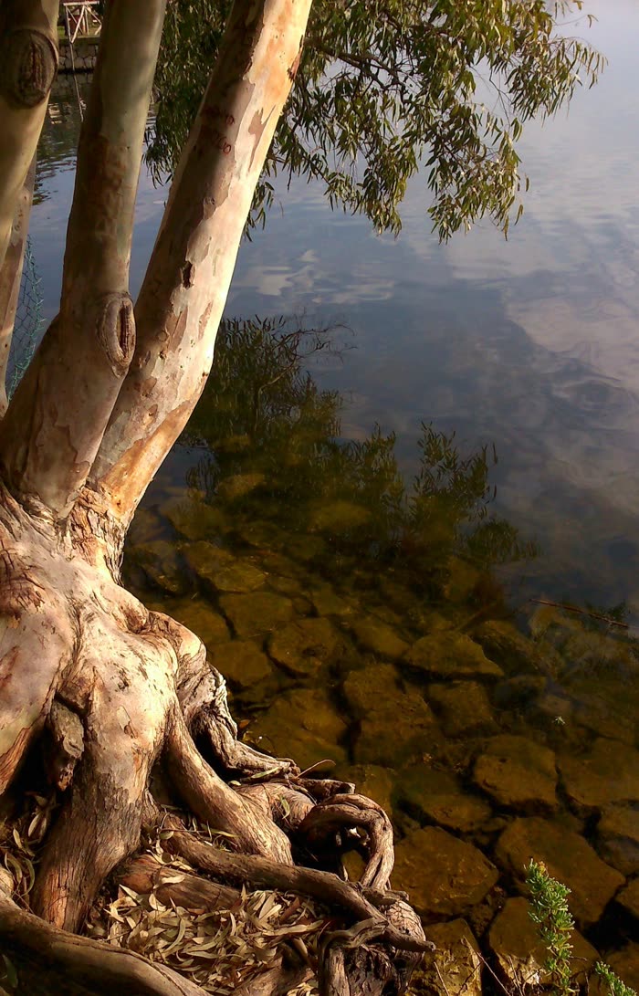 Ein Baum wächst am Ufer eines ruhigen Sees, seine freiliegenden Wurzeln reifen ins klare Wasser zwischen die Steine